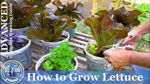 Growing romaine lettuce from seed. How To Grow Lettuce From Seed Advanced Complete Growing Guide Youtube
