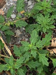 Image result for Dysphania pumilio