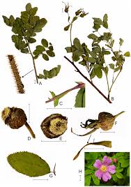Image result for Rhynchosia micrantha