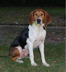 Public auction memorial day, monday, may 29, 2017 starting at 9:30 a.m. Ukc Coonhounds Q A From The March 2020 Coonhound Advisor Facebook