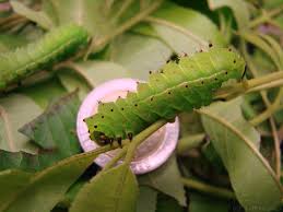 The luna moth (actias luna) is a nearctic moth in the family saturniidae, subfamily saturniinae, a group commonly known as giant silk moths. Caterpillars 6legs2many