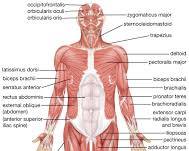 Muscular system diagram