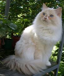 There are several disorders that seem to be associated with the eastern family. Ragamuffin Cat Wikipedia