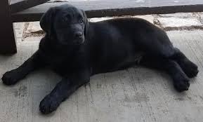 We are willing to meet partway, or to deliver. Akc Lab Puppies Ready For New Homes Now For Sale In Stevens Point Wisconsin Classified Americanlisted Com
