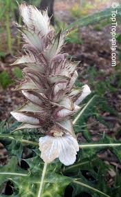 Image result for Acanthus montanus