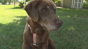 Hide this posting restore restore this posting. Craigslist Pets Boise