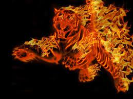 A collection of the top 36 fire tiger wallpapers and backgrounds available for download for free. 72 Cool Tiger Backgrounds On Wallpapersafari