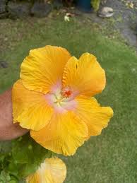 Image result for Hibiscus calyphyllus