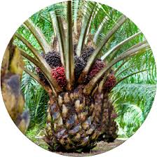 Information on roundtable on sustainable palm oil (rspo) membership, its benefits, how to apply and more. Our Business Sawit Kinabalu