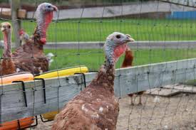 (try to avoid the use of netting, which can entrap birds and other animals.) 5. How To Raise Turkeys Hgtv