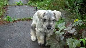 Check spelling or type a new query. Schnoodle Eine Wundertute