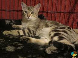 Personality of the australian mist. Australian Mist Cat Breed Information Uk Pets