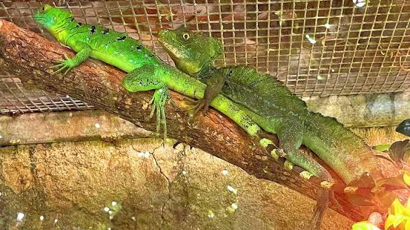 Tortue et reptiles secourus au refuge ExoFishCanada