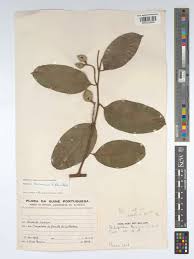 Image result for Dichapetalum