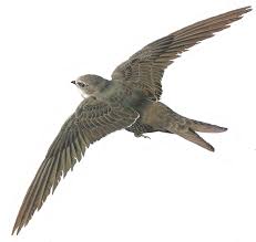 Результат пошуку зображень за запитом "стриж"