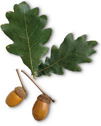 Flowers are not usually a consideration when. What Is A Deciduous Tree Deciduous Trees Dk Find Out