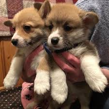 We offer a variety of puppies including boxer, pitbull, german shepherd, pomsky & many others. Petland Puppies Near Me Puppies Puppies For Sale Near Me Facebook