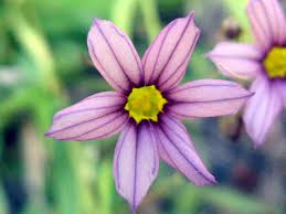 Image result for Sisyrinchium micranthum