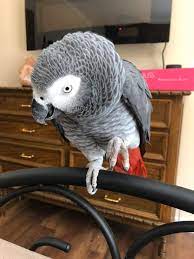 African Parrot Grey Health Diet Personality Intelligence And Care African Grey Parrot Talking Parrots Parrot