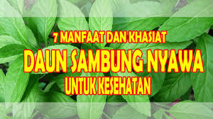 Minyak atsiri daun sambung nyawa yang diencerkan dengan etilasetat (1:6) dapat berefek positif menghambat pertumbuhan staphylococcus aureus, namun e. Manfaat Dan Khasiat Daun Sambung Nyawa Untuk Kesehatan Yang Belum Diketahui Youtube