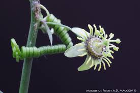 Image result for Tridactyle filifolia