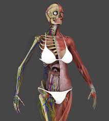 Motion Capture Female Anatomy 3d Model Female Anatomy Motion Capture Anatomy