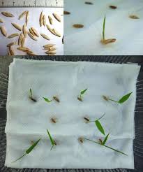 Black Bamboo Plants For Sale Ireland Thai Bamboos Asian Bamboos Bamboo Seeds Tropical And Subtropical Bamboo Plants Seedling And Seeds For Sale Imp Growing Bamboo Bamboo Seeds Bamboo Plants