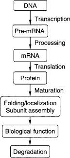 Protein Synthesis An Overview Sciencedirect Topics