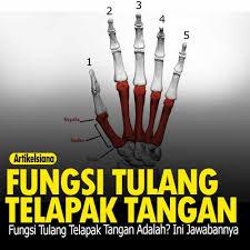 Segera periksa kondisi jari kaki setelah mengalami cedera. Fungsi Tulang Telapak Tangan Adalah Ini Jawabannya
