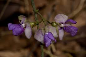 Image result for Decorsea schlechteri