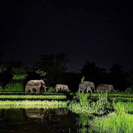 Jaldapara News | এআই নজরদারিতে বড় দুর্ঘটনা এড়াল জলদাপাড়া! ১৫ মিনিটে হাতির পাল সামাল বনদপ্তরের #shorts এআই প্রযুক্তির সফল ব্যবহারে জলদাপাড়া ...