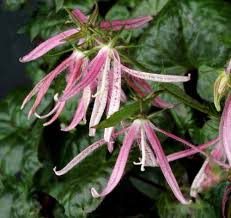 Its foliage will shoot forth new growth of a vivid red in spring, mellowing to subtler tones of pink in the summer, before settling into its customary green later in the year. Easy Summer Flowering Shade Plants
