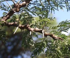 Image result for Acacia gerrardii