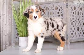 We did not find results for: Bandit Australian Shepherd Puppy For Sale Near Columbus Ohio Ac6c994c 5d11