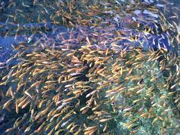 Perlu diingat saudara ku segala jadi kami buat kolam gurame dari semen, sudah 1 minggu ikan guramenya dimasukan tidak ada yg mati. Talitakum Indonesia Benih Ikan Mati Terus Berikut Ini Beberapa Cara Yang Dapat Kamu Lakukan Agar Benih Ikan Tidak Gampang Mati