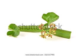 Image result for Cissus petiolata