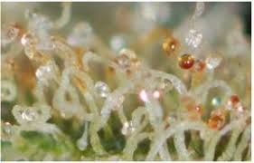 If you can, get a microscope for marijuana, like a kindscope. The Best Microscope For Marijuana Under 15 A Focused Review
