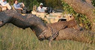 Manyeleti Game Reserve Manyeleti Game Reserve Adessonews Adessonews Retefin Retefin Finanziamenti Agevolazioni Norme E Tributi