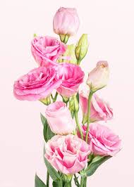 Download Premium Psd Of Bouquet Of Pink Lisianthus Flower Mockup 2278256 In 2020 Delphinium Flowers White Lily Flower Flower Illustration