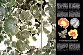 Geranios De Hoja Hojas Variegadas En Blanco Amarillo Y Rojo Monaco Nature Encyclopedia