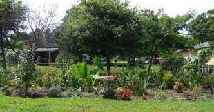 Some homeowners like the idea of such plantings so much that they dispense with the hardscape (i.e., the fencing) altogether. Hiding Chain Link Fences
