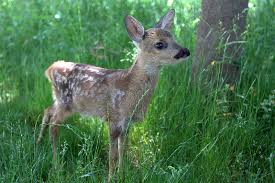 Wwf Turkiye Den Yaban Hayati Ilk Yardim Hatti Wwf
