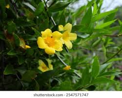 Image result for Gelsemiaceae
