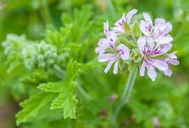 Image result for Pelargonium graveolens