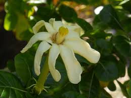 Image result for Gardenia volkensii