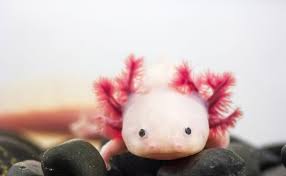 El oxígeno es captado por la piel, absorbido por los vasos sanguíneos y llevado a todos los órganos del cuerpo. Ejemplos De Animales Que Respiran Por La Piel Respiracion Cutanea