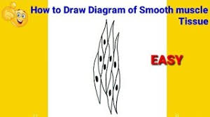 Smooth muscle is defined as a form of muscle tissue that is used by various systems in order to apply pressure to vessels and the organs.the smooth muscles are made up of sheets or strands of smooth muscle cells. How To Draw Smooth Muscle Diagram How To Draw Smooth Muscle How To Draw Smooth Muscle Tissue Youtube