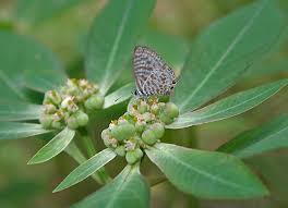 Image result for Euphorbia hyssopifolia