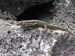 Eidechse, amphibien, die sich durch einen spindelförmigen schuppenbedeckten, geschwänzten leib mit zwei oder vier füßen, meistens langer vorstreckbarer. Madeira Eidechse Wikipedia