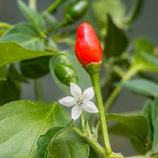 Image result for Capsicum annuum